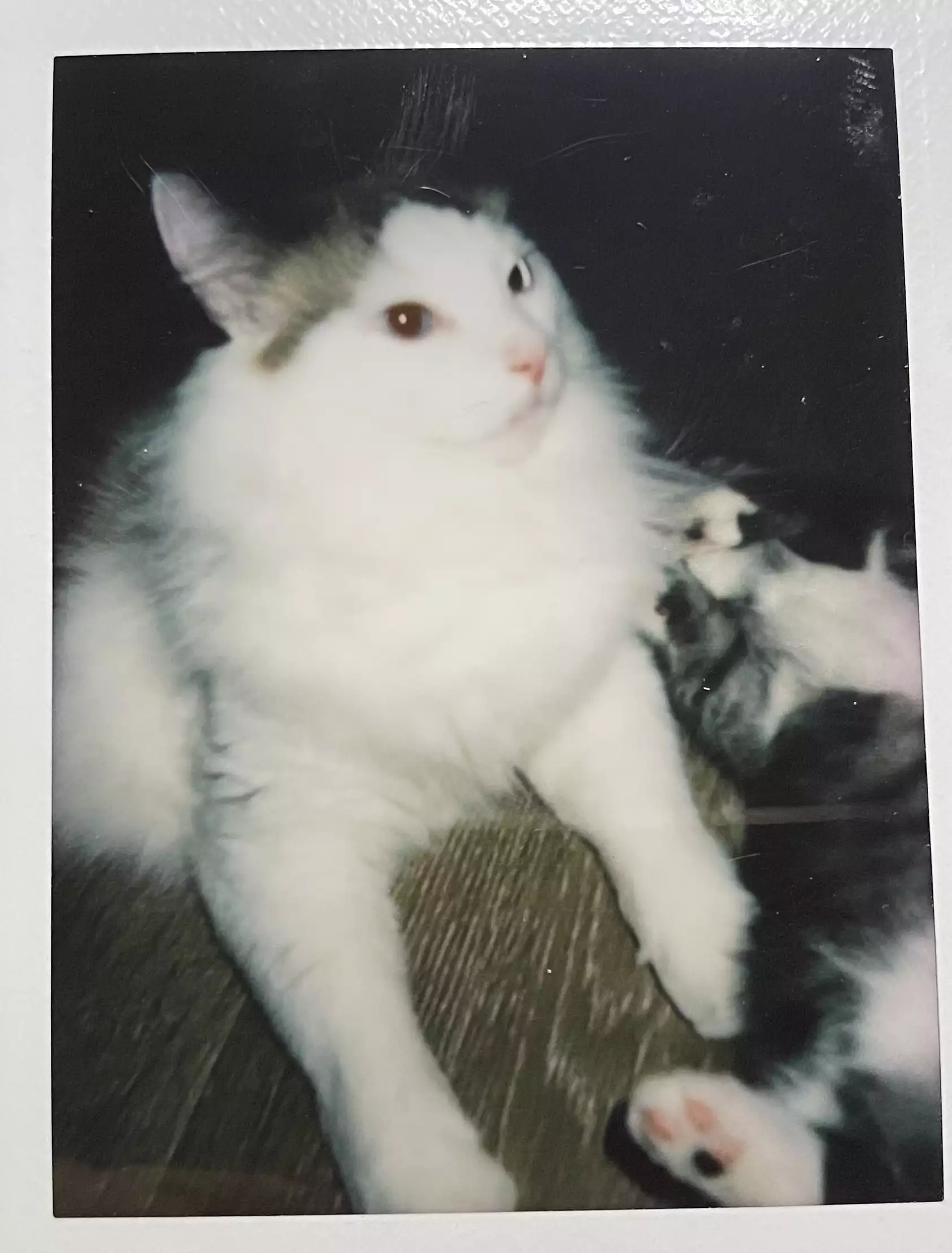 家猫在室内的日常（第 11 幅）