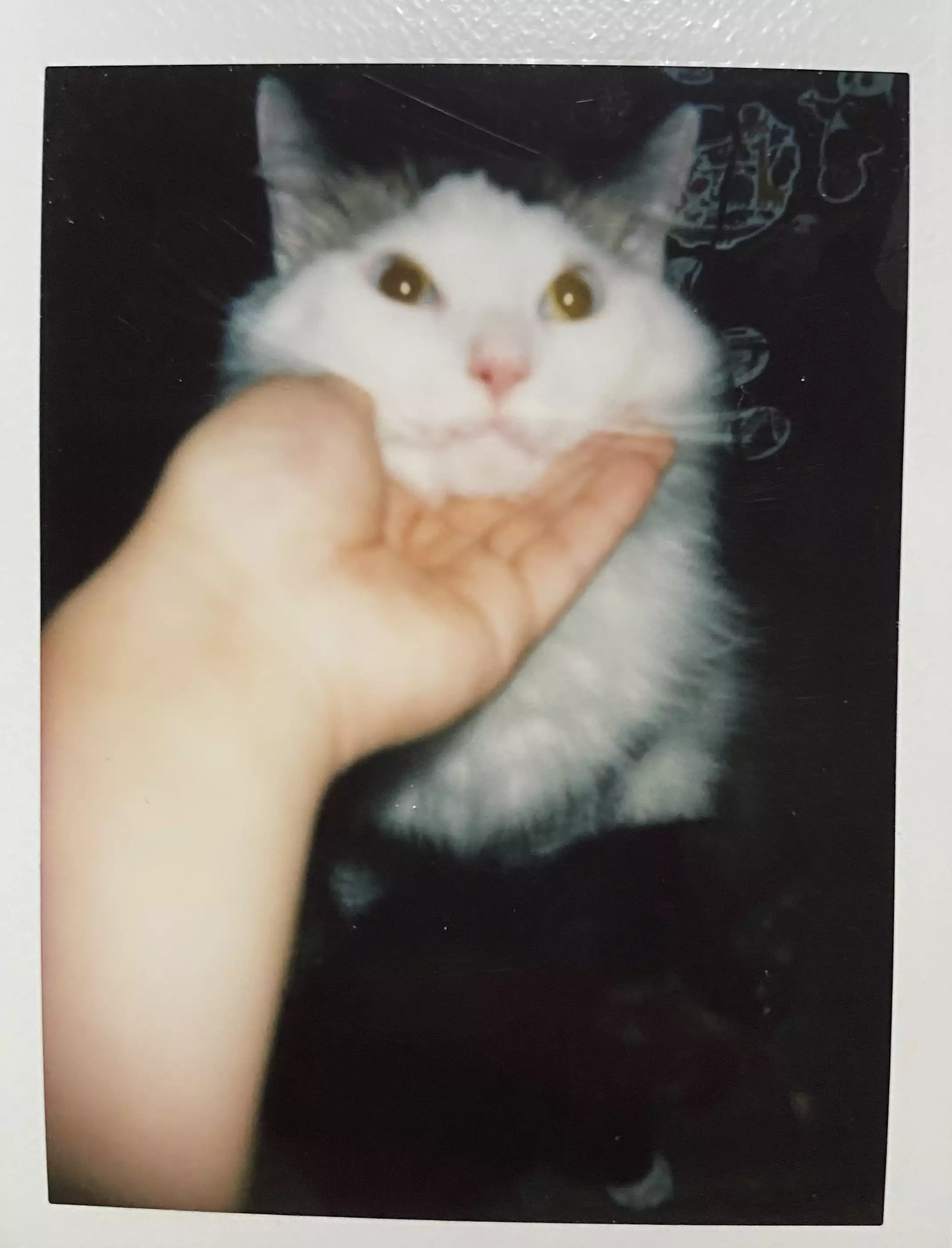 家猫在室内的日常（第 2 幅）
