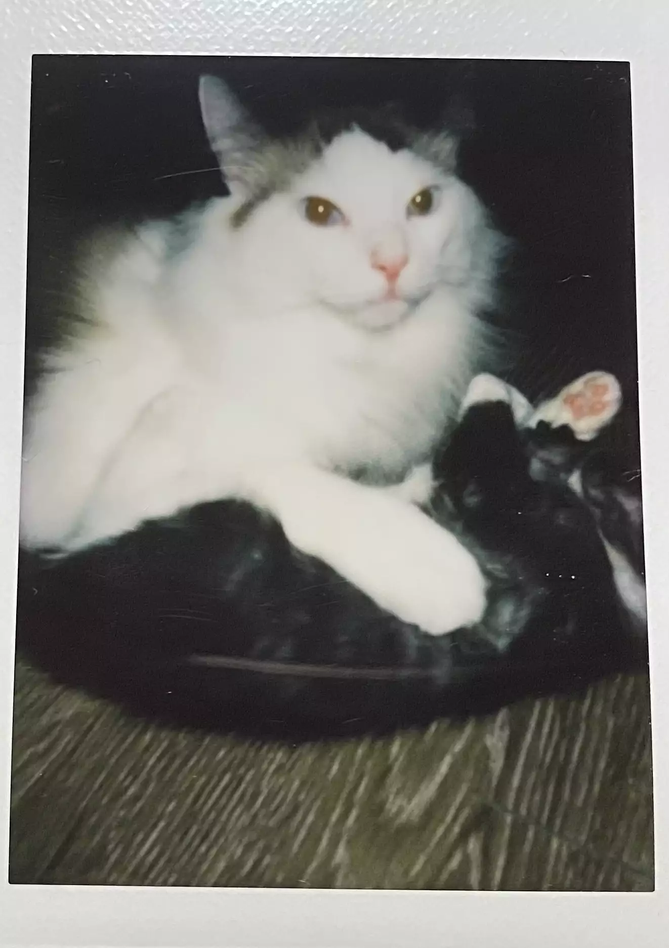 家猫在室内的日常（第 3 幅）