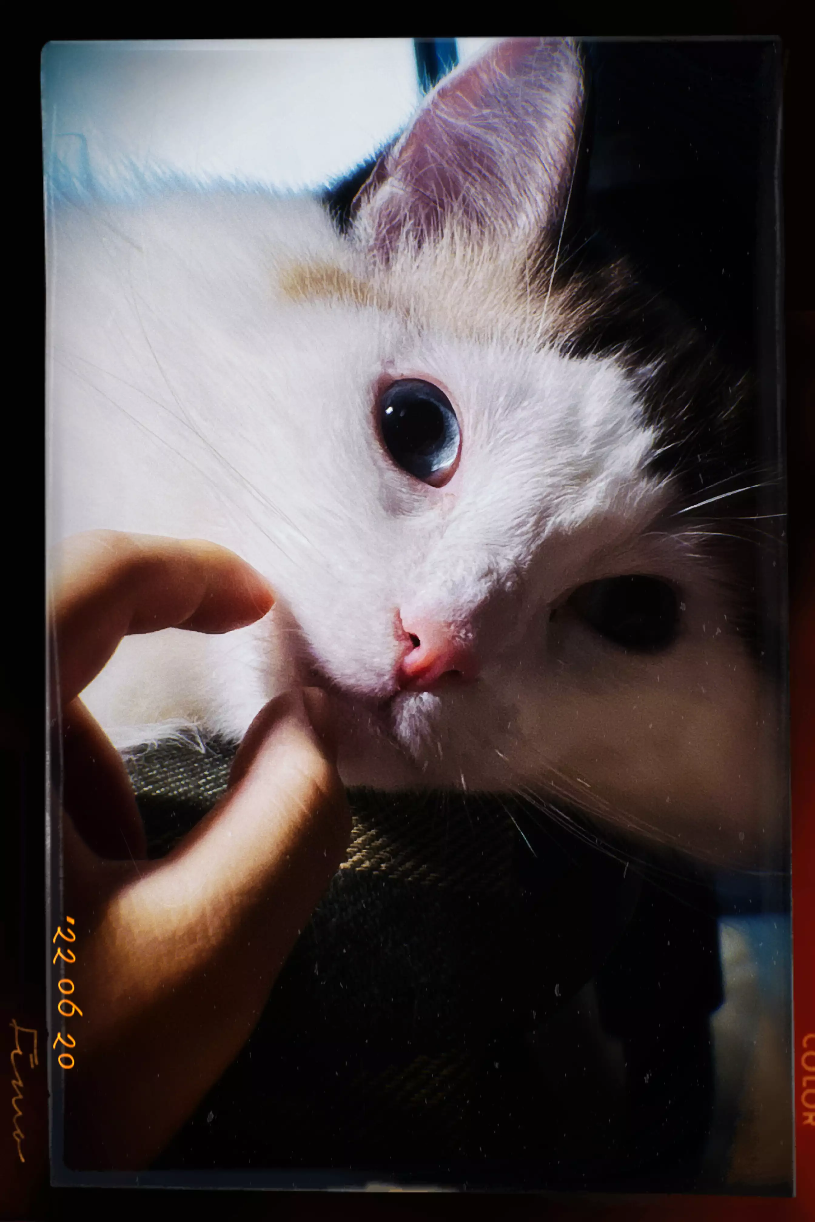 家猫在室内的日常（第 1 幅）
