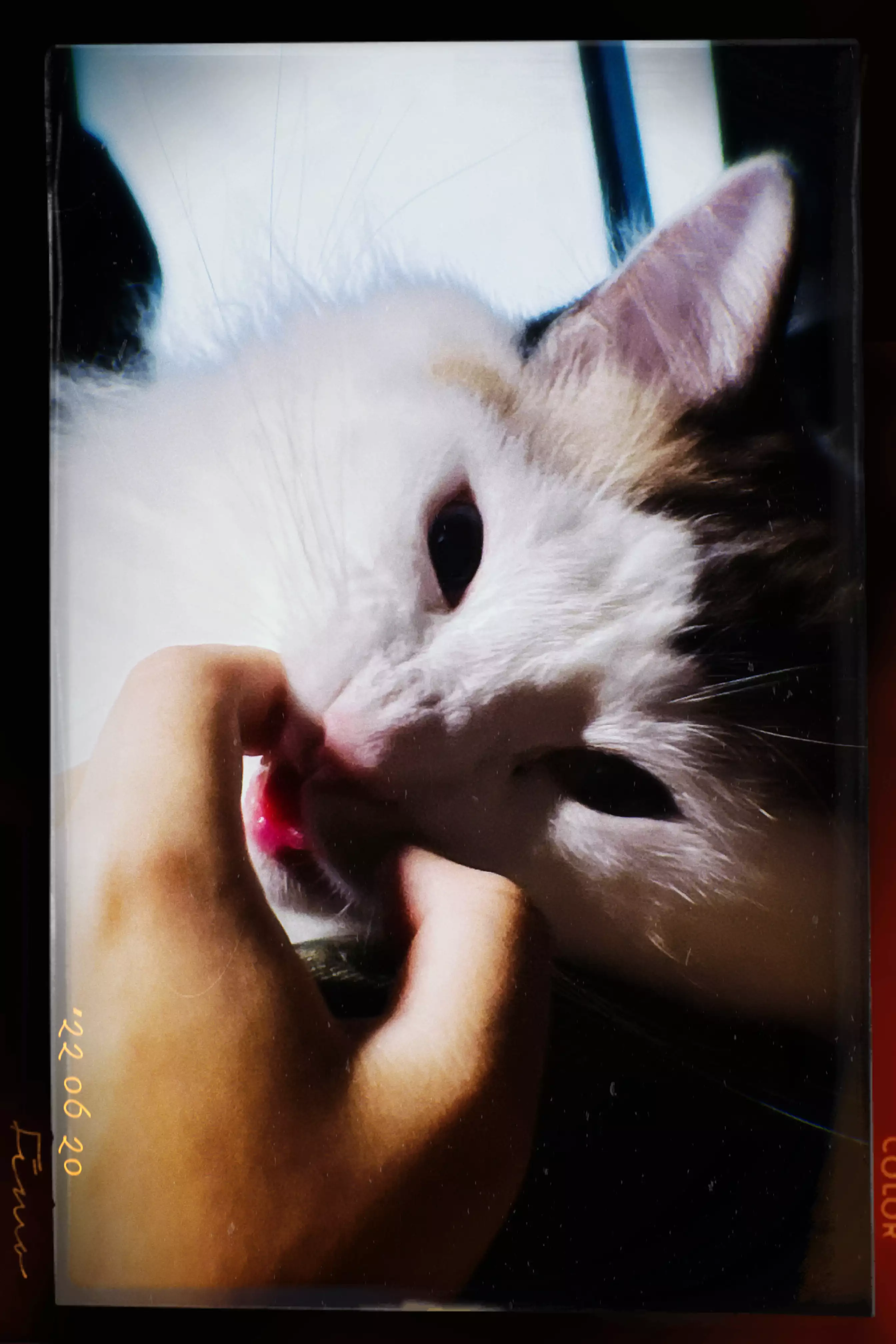 家猫在室内的日常（第 2 幅）