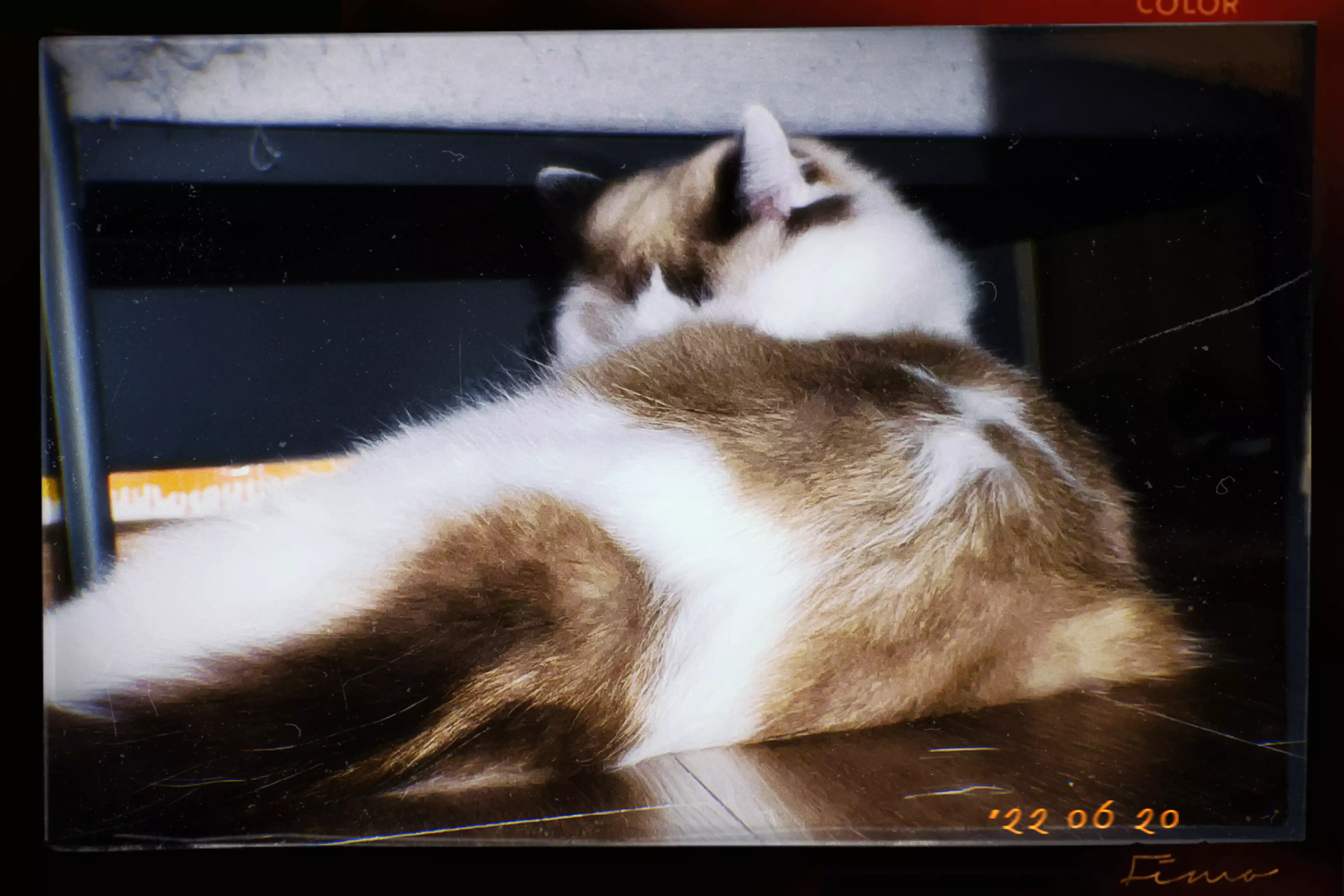 家猫在室内的日常（第 4 幅）
